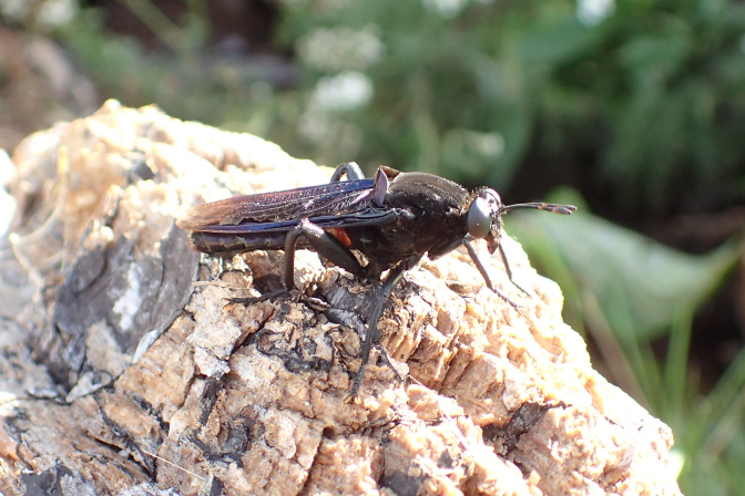 Mydas clavatus (Clubbed Mydas Fly)