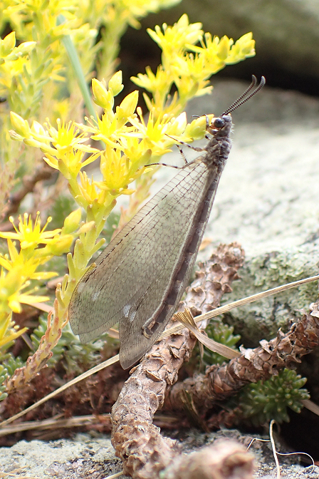 Genus Myrmeleon