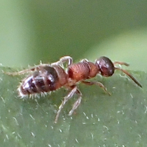 Family Myrmosidae (Myrmosid Wasps)