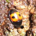 Nitidulidae
