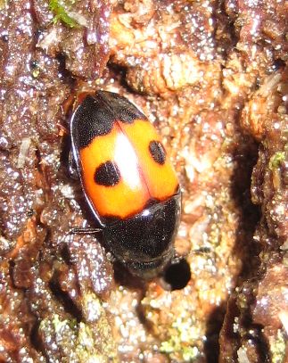 Glischrochilus sanguinolentus (Bloody Sap Beetle)