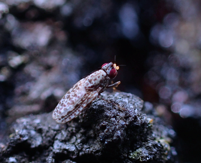 Genus Traginops