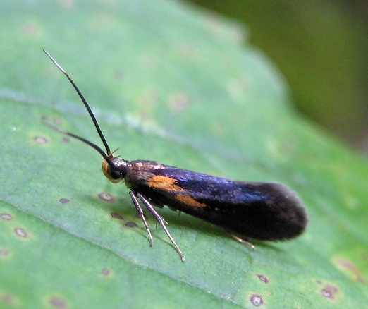 Mathildana newmanella (Newman's Mathildana Moth)