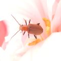 Oedemeridae