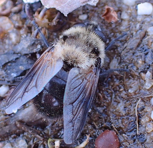 Genus Cephenemyia