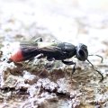 Orussidae