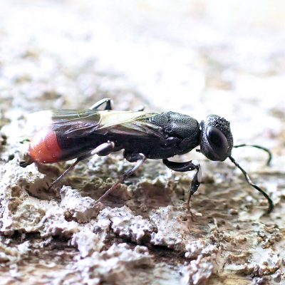Orussus terminalis