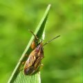 Pachygronthidae