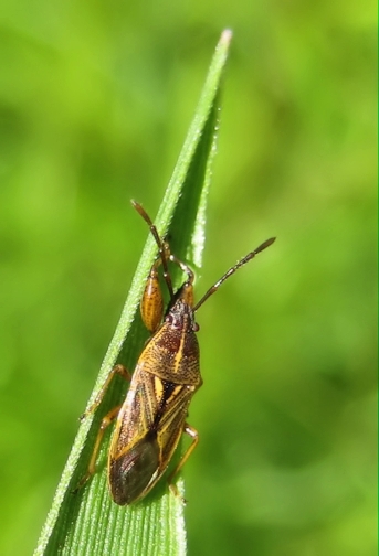 Oedancala dorsalis