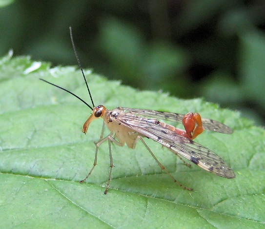 Family Panorpidae (Scorpionflies)