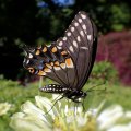 Papilionidae