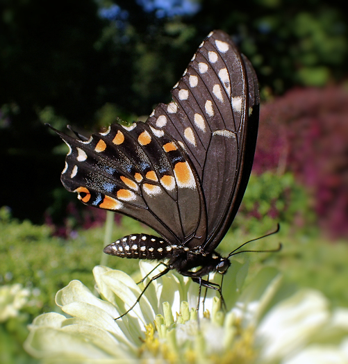 Papilio polyxenes (Black Swallowtail)
