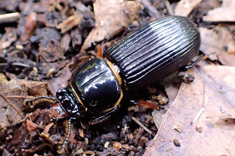 Odontotaenius disjunctus (Patent-leather Beetle)