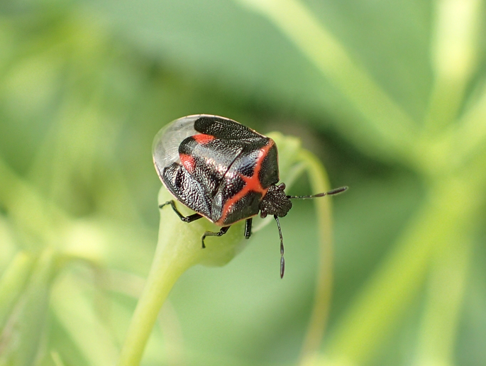Cosmopepla lintneriana (Twice-stabbed Stink Bug)