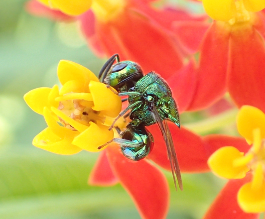 Family Perilampidae