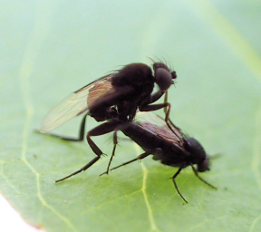 Family Phoridae (Humpbacked Flies)