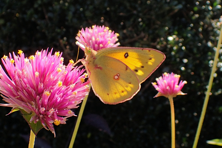 Colias eurytheme (Orange Sulphur)