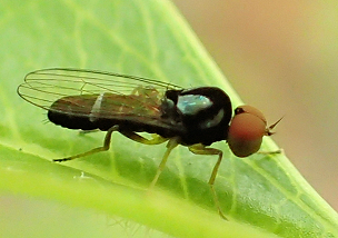 Bertamyia notata