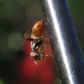 Platystomatidae