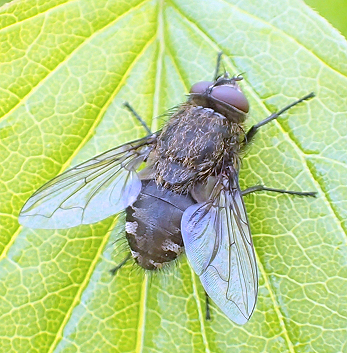 Genus Pollenia (Cluster Flies)