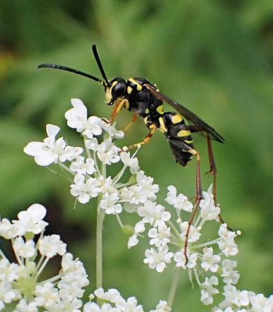 Ceropales maculata