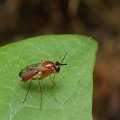 Psilidae