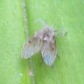 Psychodidae
