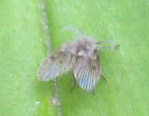 Family Psychodidae (Moth Flies and Sand Flies)