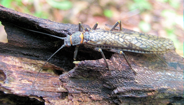 Family Pteronarcyidae (Giant Stoneflies)