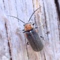 Ptinidae