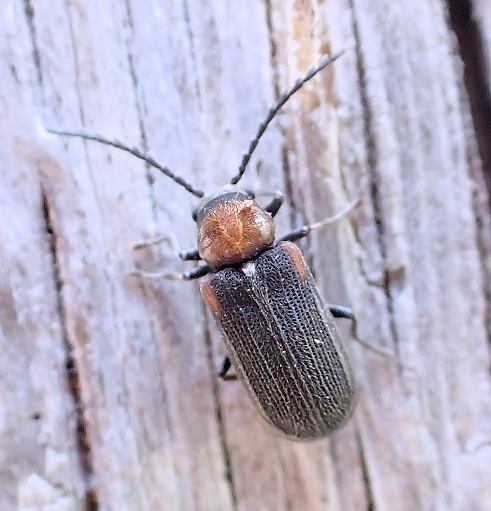 Eucrada humeralis