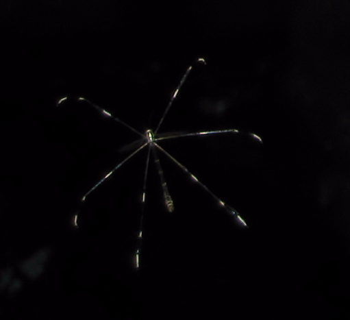 Bittacomorpha clavipes (Eastern Phantom Crane Fly)