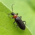 Pyrochroidae