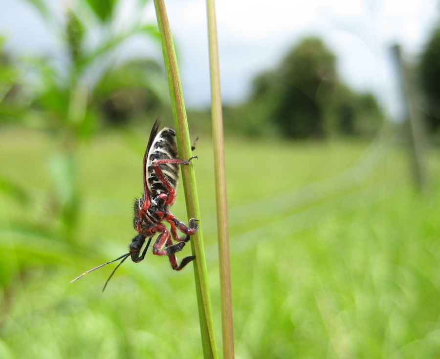 Apiomerus floridensis (Florida Bee Assassin)