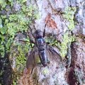 Rhinophoridae