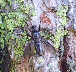 Melanophora roralis (Smoky-winged Woodlouse Fly)