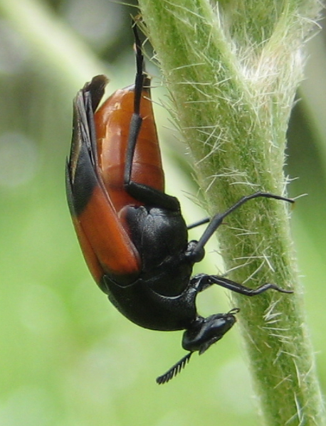 Macrosiagon cruenta