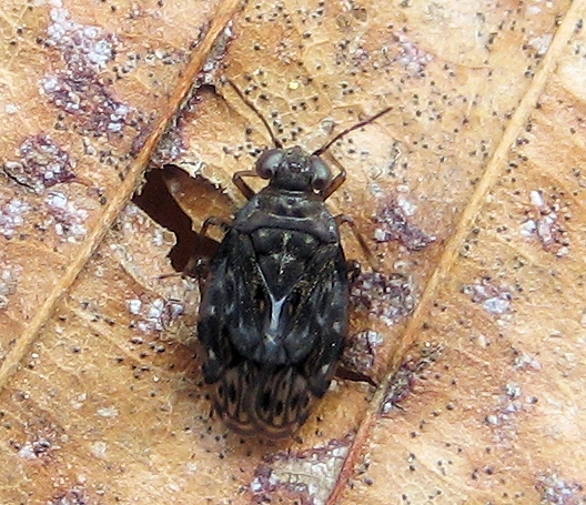 Family Saldidae (Shore Bugs)