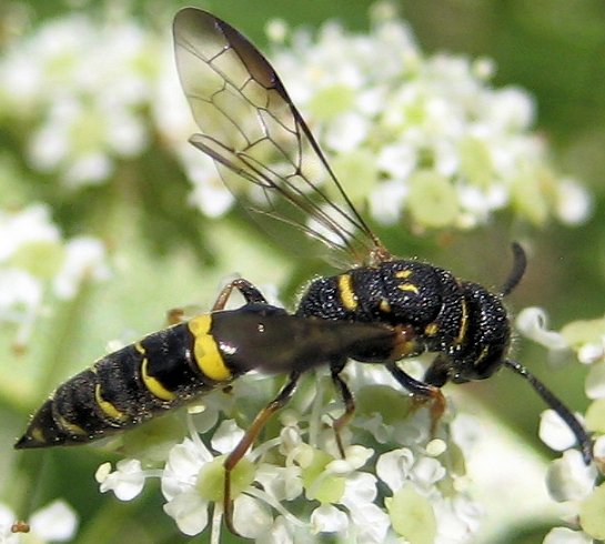 Sapyga louisi (Louis's Club-horned Cuckoo Wasp)