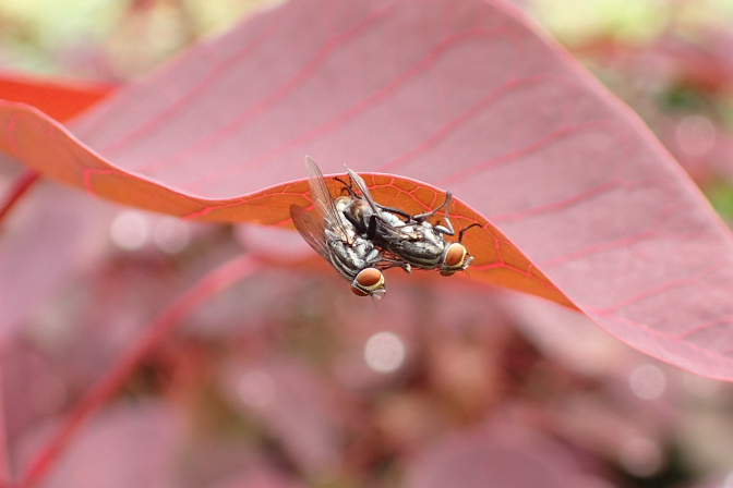 Family Sarcophagidae (Flesh Flies and Satellite Flies)