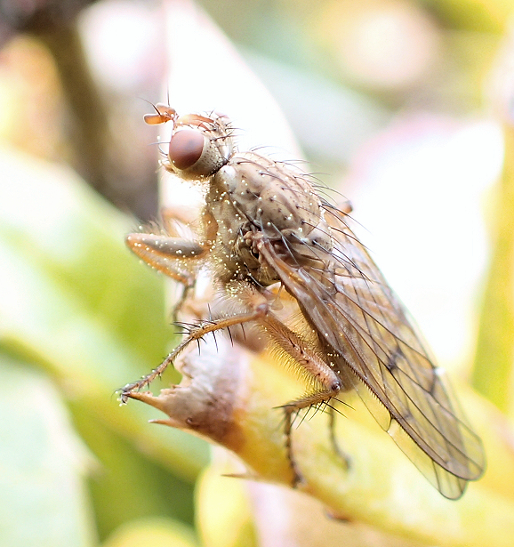 Scathophaga furcata (Furcate Dung Fly)