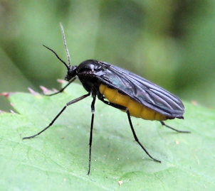 Family Sciaridae (Dark-winged Fungus Gnats)