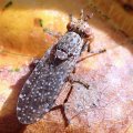 Sciomyzidae
