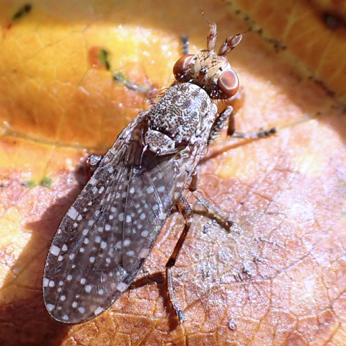 Genus Dictya