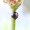 Scirtidae