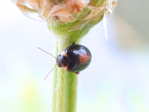 Scirtes orbiculatus (Red-sutured Marsh Beetle)