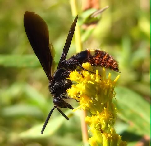 Scolia dubia (Blue-winged Scoliid Wasp)