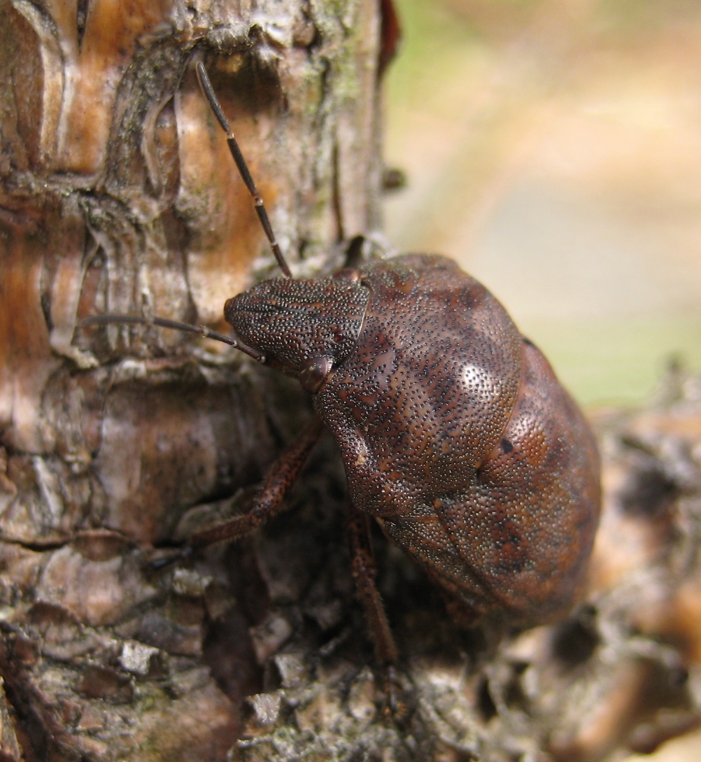 Tetyra bipunctata (Shield-backed Pine Seed Bug)
