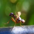 Sepsidae