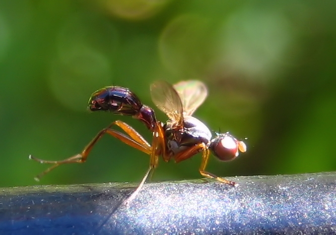 Genus Sepsis